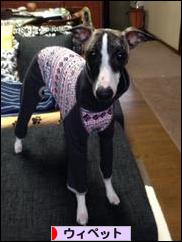 にほんブログ村 犬ブログ ウィペットへ