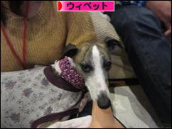 にほんブログ村 犬ブログ ウィペットへ