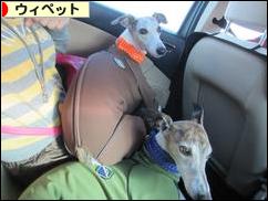 にほんブログ村 犬ブログ ウィペットへ