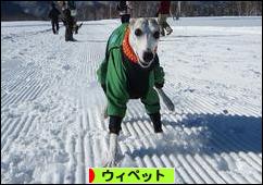 にほんブログ村 犬ブログ ウィペットへ