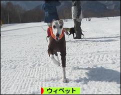 にほんブログ村 犬ブログ ウィペットへ
