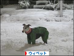 にほんブログ村 犬ブログ ウィペットへ