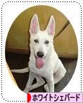 にほんブログ村 犬ブログ ホワイトシェパードへ