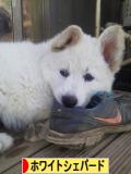 にほんブログ村 犬ブログ ホワイトシェパードへ