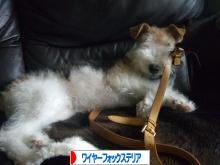にほんブログ村 犬ブログ ワイヤーフォックステリアへ