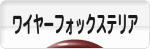 にほんブログ村 犬ブログ ワイヤーフォックステリアへ