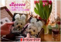 にほんブログ村 犬ブログ ヨークシャーテリアへ