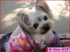 にほんブログ村 犬ブログ ヨークシャーテリアへ