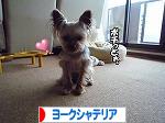 にほんブログ村 犬ブログ ヨークシャーテリアへ