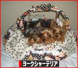 にほんブログ村 犬ブログ ヨークシャーテリアへ