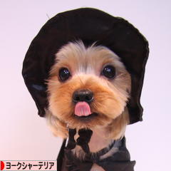 にほんブログ村 犬ブログ ヨークシャーテリアへ