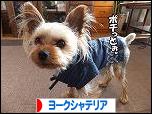 にほんブログ村 犬ブログ ヨークシャーテリアへ