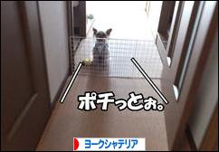 にほんブログ村 犬ブログ ヨークシャーテリアへ