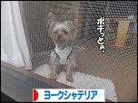 にほんブログ村 犬ブログ ヨークシャーテリアへ