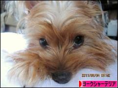 にほんブログ村 犬ブログ ヨークシャーテリアへ