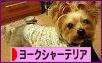 にほんブログ村 犬ブログ ヨークシャーテリアへ