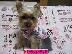 にほんブログ村 犬ブログ ヨークシャーテリアへ