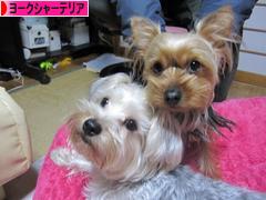 にほんブログ村 犬ブログ ヨークシャーテリアへ