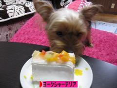 にほんブログ村 犬ブログ ヨークシャーテリアへ