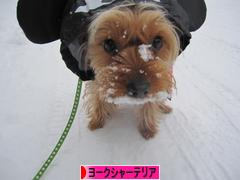 にほんブログ村 犬ブログ ヨークシャーテリアへ
