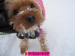 にほんブログ村 犬ブログ ヨークシャーテリアへ