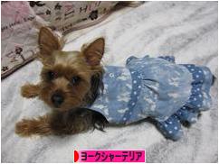 にほんブログ村 犬ブログ ヨークシャーテリアへ