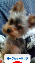 にほんブログ村 犬ブログ ヨークシャーテリアへ