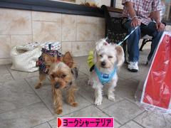 にほんブログ村 犬ブログ ヨークシャーテリアへ