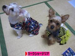 にほんブログ村 犬ブログ ヨークシャーテリアへ