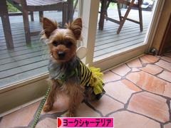 にほんブログ村 犬ブログ ヨークシャーテリアへ