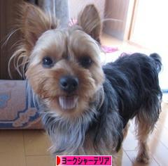 にほんブログ村 犬ブログ ヨークシャーテリアへ