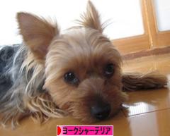 にほんブログ村 犬ブログ ヨークシャーテリアへ