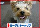 にほんブログ村 犬ブログ ヨークシャーテリアへ