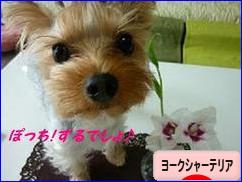 にほんブログ村 犬ブログ ヨークシャーテリアへ