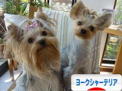 にほんブログ村 犬ブログ ヨークシャーテリアへ