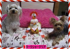 にほんブログ村 犬ブログ ヨークシャーテリアへ