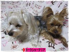 にほんブログ村 犬ブログ ヨークシャーテリアへ