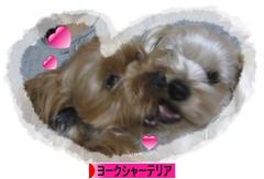 にほんブログ村 犬ブログ ヨークシャーテリアへ