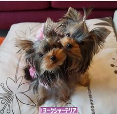 にほんブログ村 犬ブログ ヨークシャーテリアへ