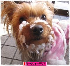 にほんブログ村 犬ブログ ヨークシャーテリアへ