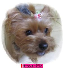 にほんブログ村 犬ブログ ヨークシャーテリアへ