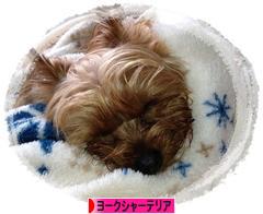 にほんブログ村 犬ブログ ヨークシャーテリアへ