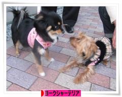 にほんブログ村 犬ブログ ヨークシャーテリアへ