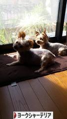 にほんブログ村 犬ブログ ヨークシャーテリアへ