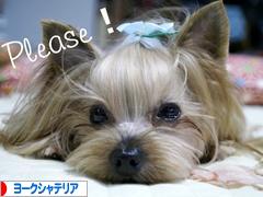 にほんブログ村 犬ブログ ヨークシャーテリアへ