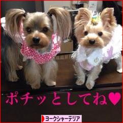 にほんブログ村 犬ブログ ヨークシャーテリアへ