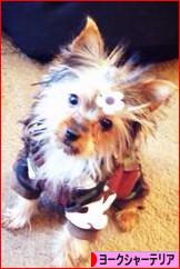 にほんブログ村 犬ブログ ヨークシャーテリアへ