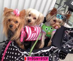 にほんブログ村 犬ブログ ヨークシャーテリアへ