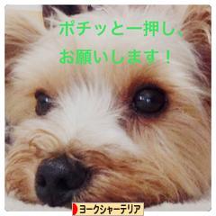 にほんブログ村 犬ブログ ヨークシャーテリアへ