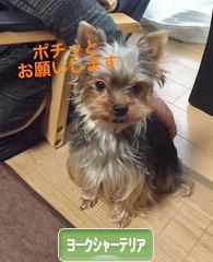 にほんブログ村 犬ブログ ヨークシャーテリアへ